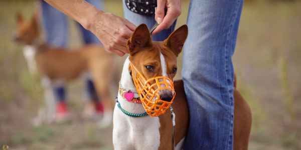 Muzzle training for store biting